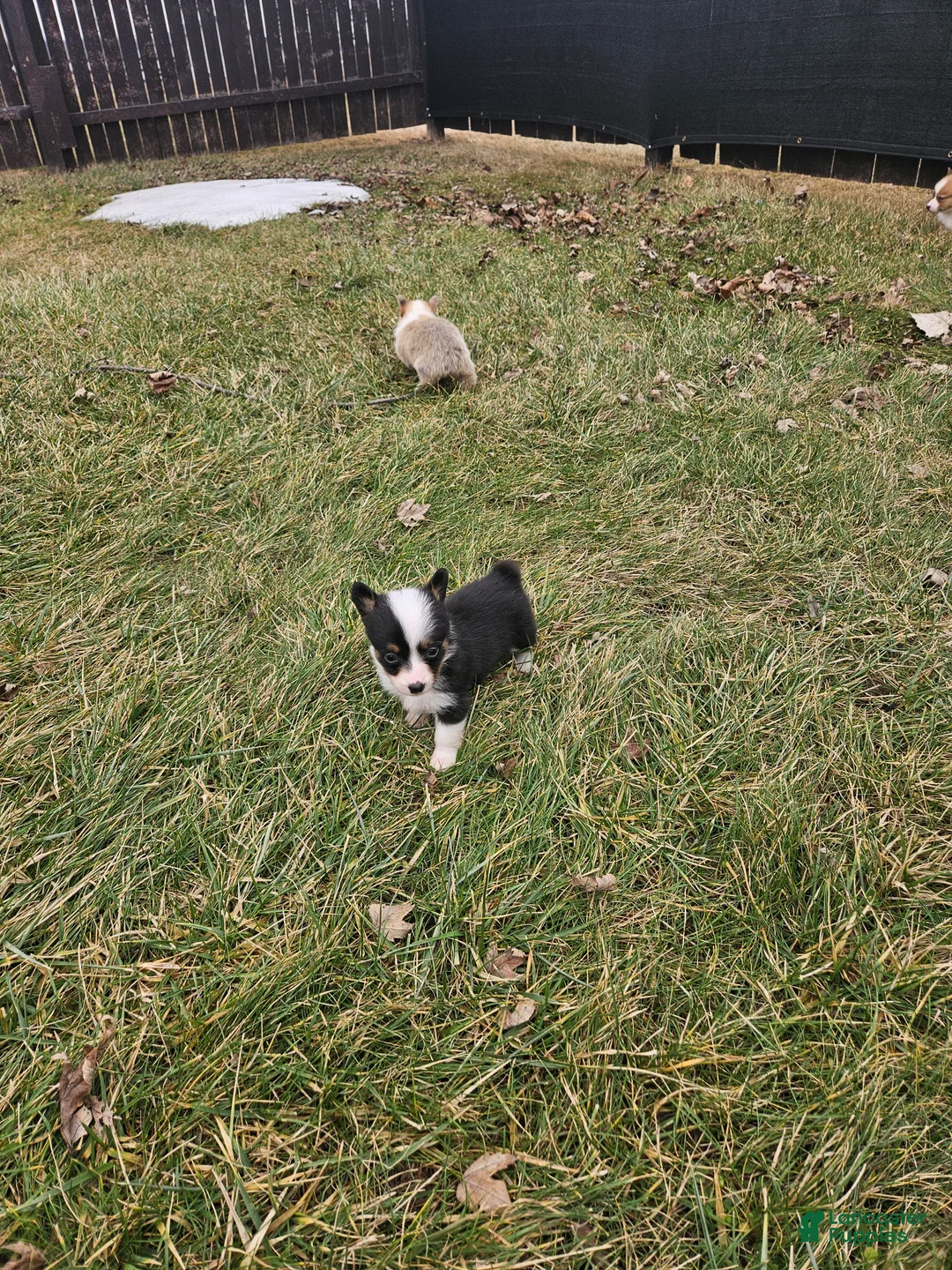 Mixed Breed dogs for sale: Roxy - Ad 5