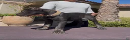 Cane Corso dogs for sale: Cane Corso 2 - Ad 4