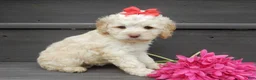 Cockapoo dogs for sale: Trixie - Ad 3