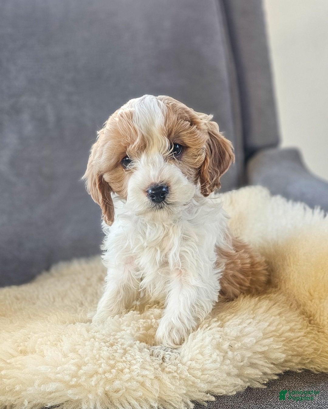 Cavapoo dogs for sale: Cupid - Ad 1