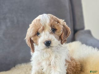Cavapoo dogs Cupid - Ad 11