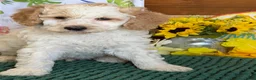 Mini Goldendoodle dogs for sale: Travis - Ad 2