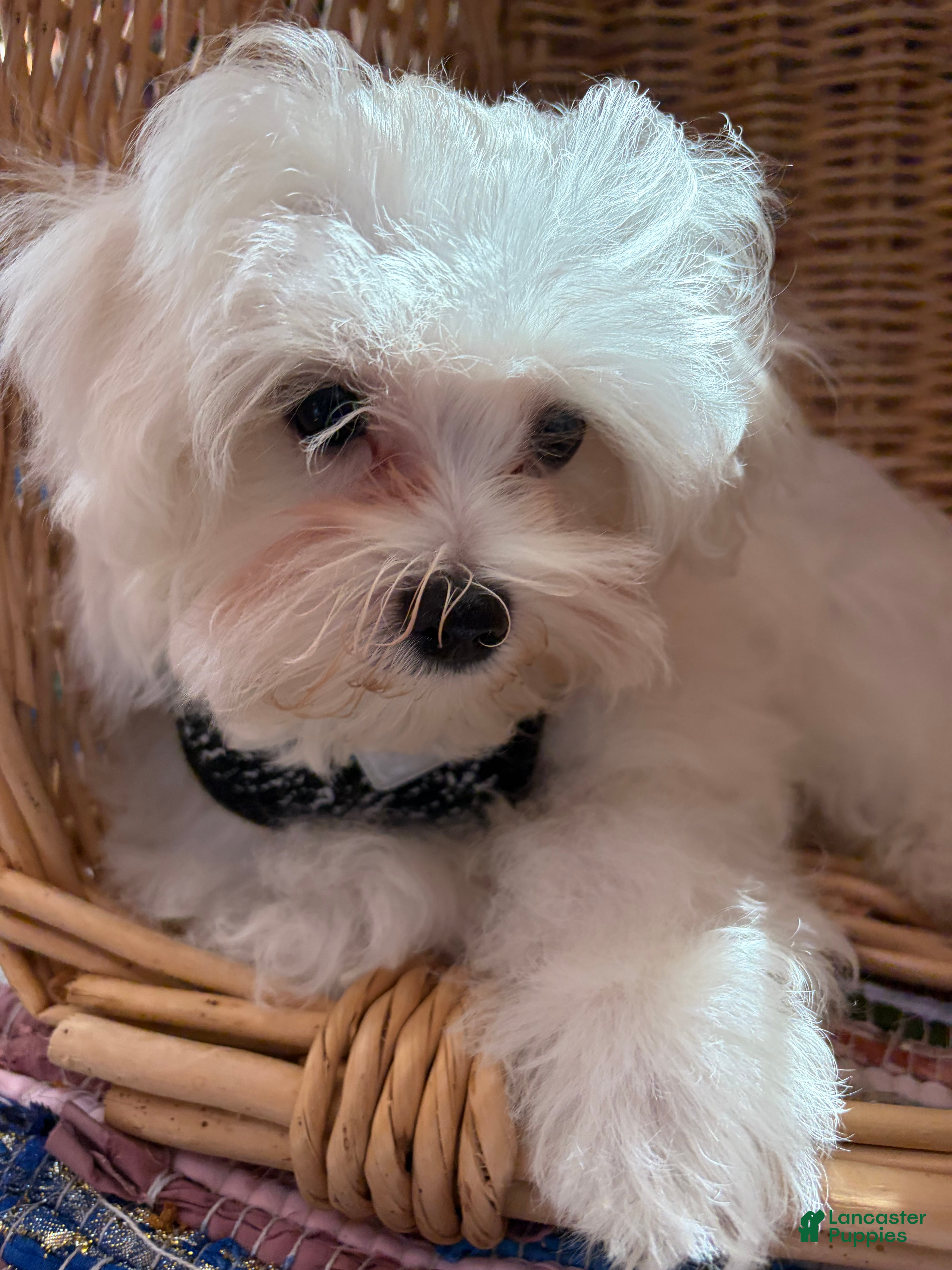 Maltese dogs Maltese 2. Cole - Ad 40