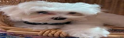 Maltese dogs for sale: Maltese 2. Cole - Ad 1