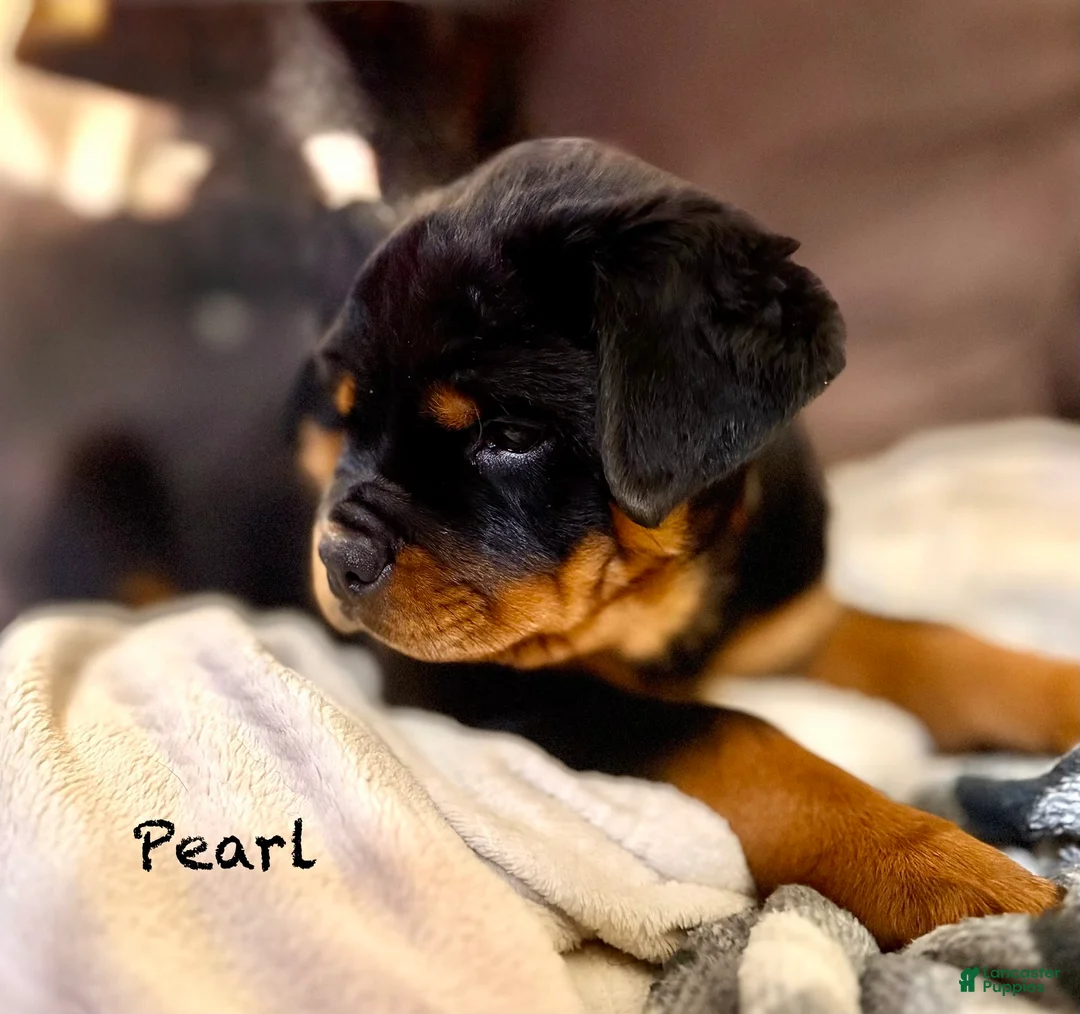 Rottweiler dogs for sale: Pearl - Ad 1