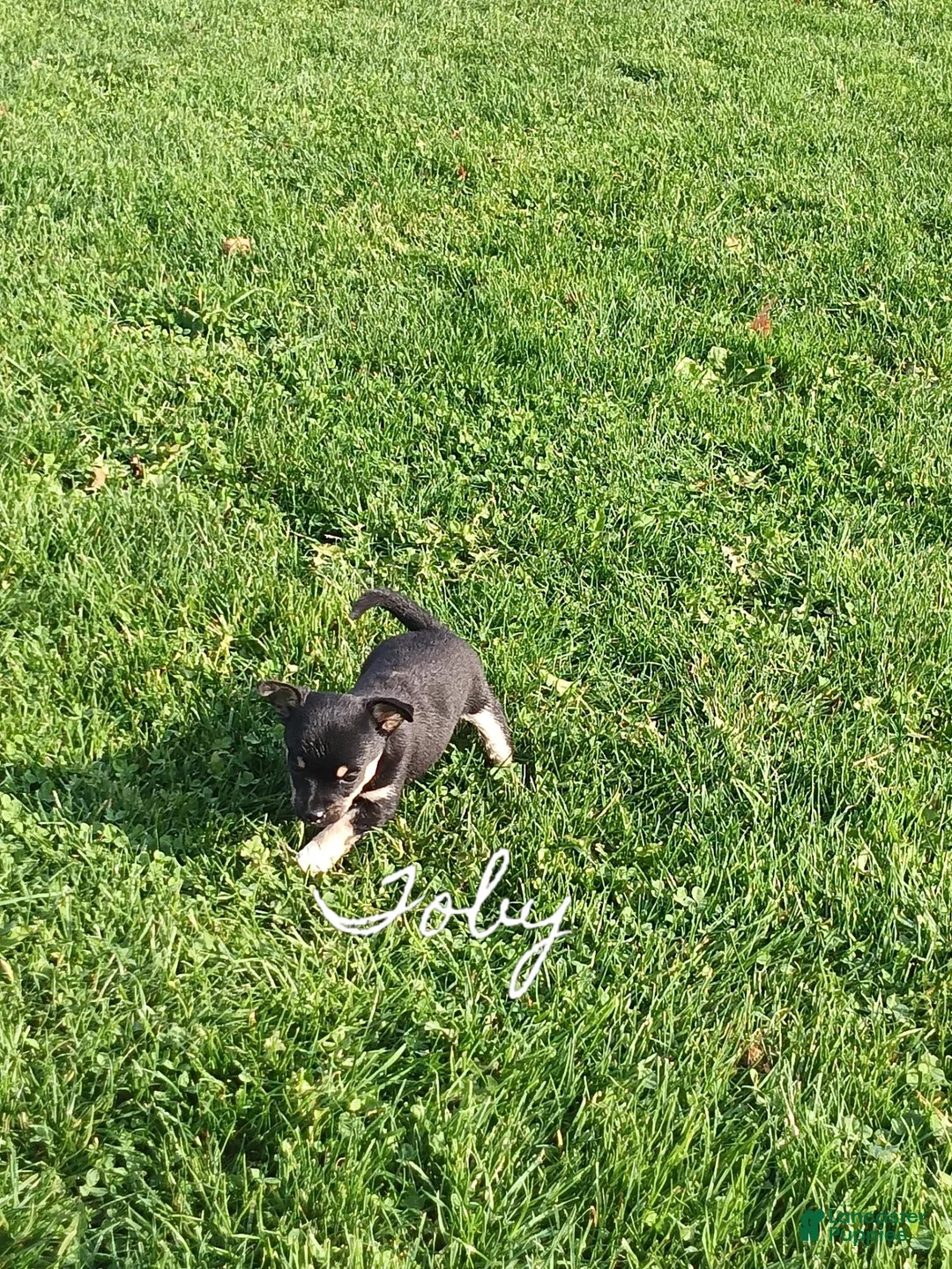 Chihuahua dogs for sale: Chihuahua 3 - Ad 2