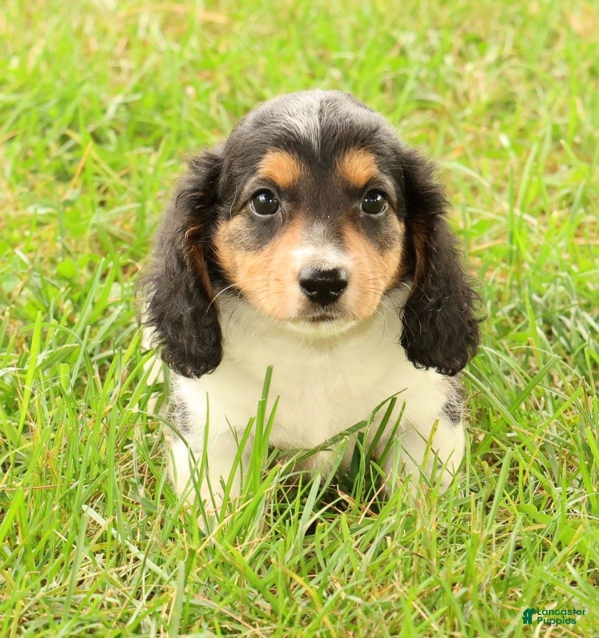 Miniature Dachshund dogs Drake - Ad 1