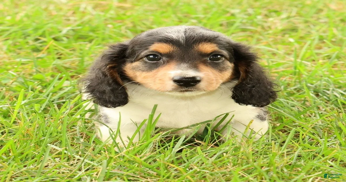 Drake Miniature Dachshund for sale in Baltic | Lancaster Puppies
