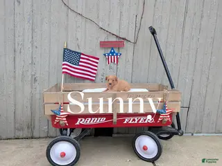 Mixed Breed dogs Sunny - Ad 39