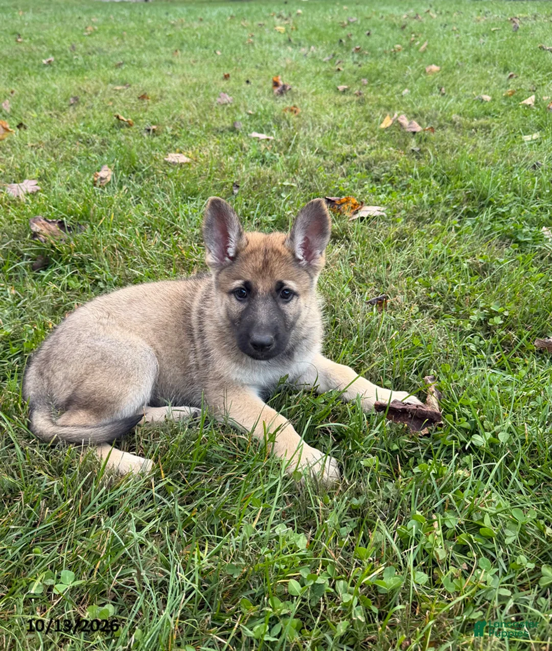 German Shepherd dogs for sale: Gracie - Ad 2