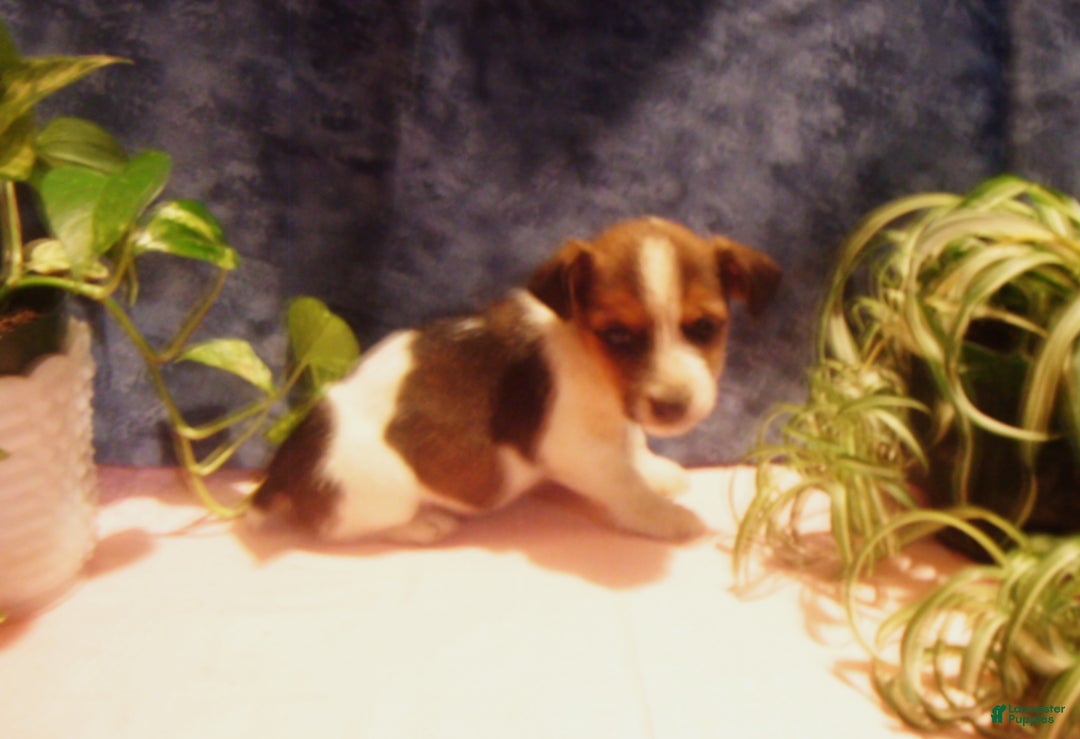 Jack Russell Terrier dogs for sale: Buddy - Ad 1