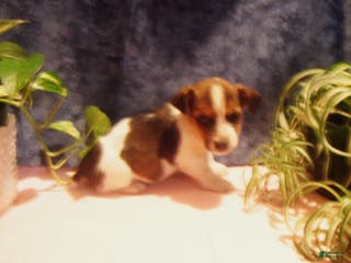 Jack Russell Terrier dogs Buddy - Ad 39