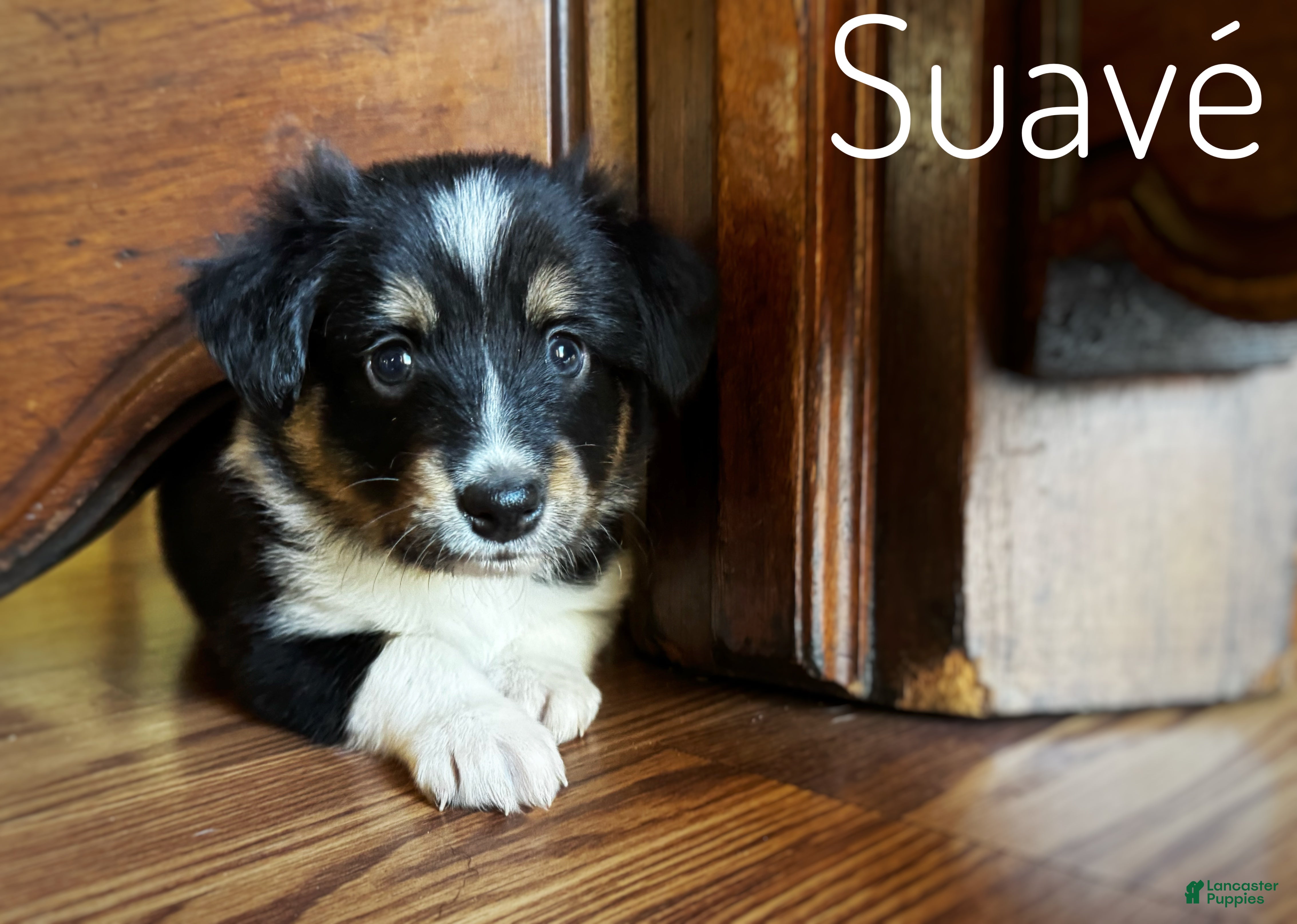 Mixed Breed dogs Suave’ - Ad 23