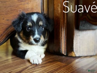 Mixed Breed dogs RESERVED Suave’ - Ad 13