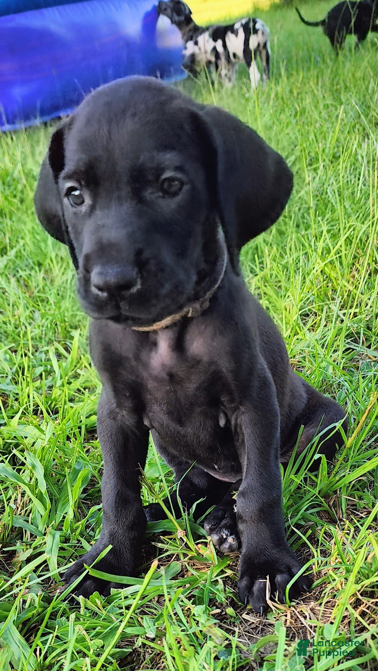 Great Dane dogs Black Female  - Ad 20