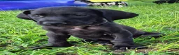 Great Dane dogs for sale: Black Female  - Ad 1