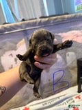 Cane Corso dogs Boy 4 - Ad 17