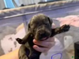 Cane Corso dogs Boy 4 - Ad 17