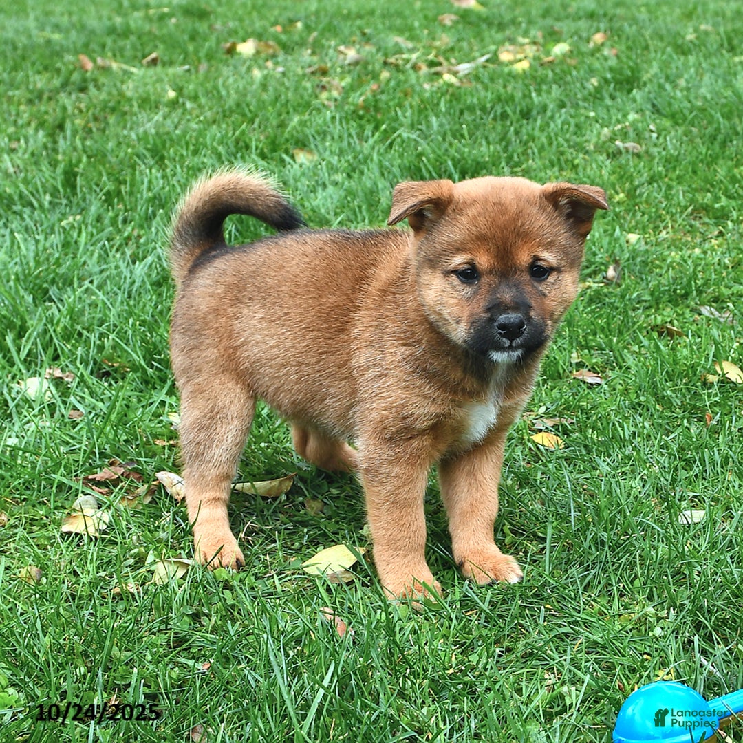 Mixed Breed dogs for sale: Missy - Ad 17