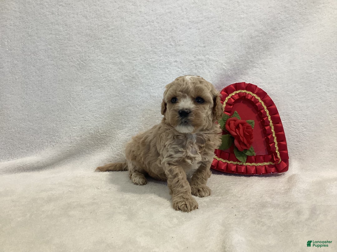 Maltipoo dogs for sale: Captain - Ad 5