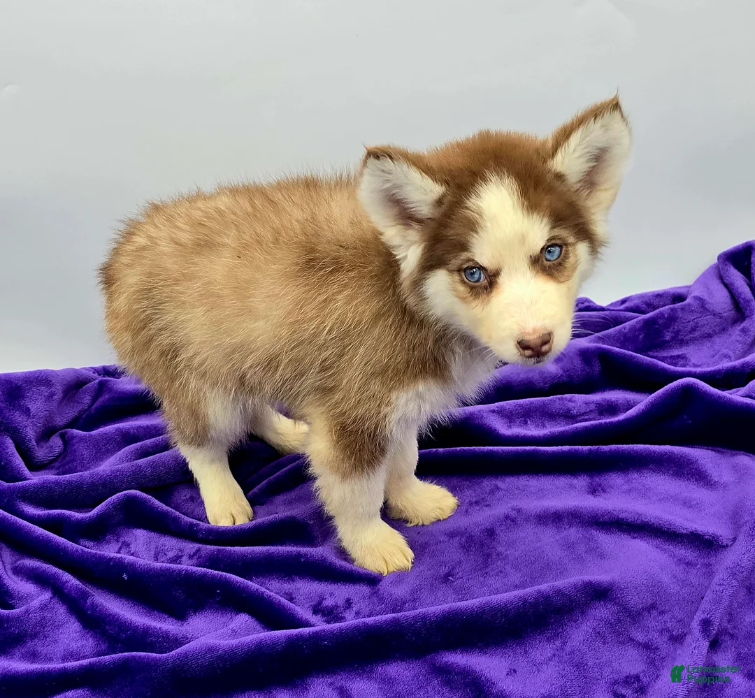 Siberian Husky dogs for sale: Rosie - Ad 1