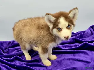 Siberian Husky dogs Rosie - Ad 37