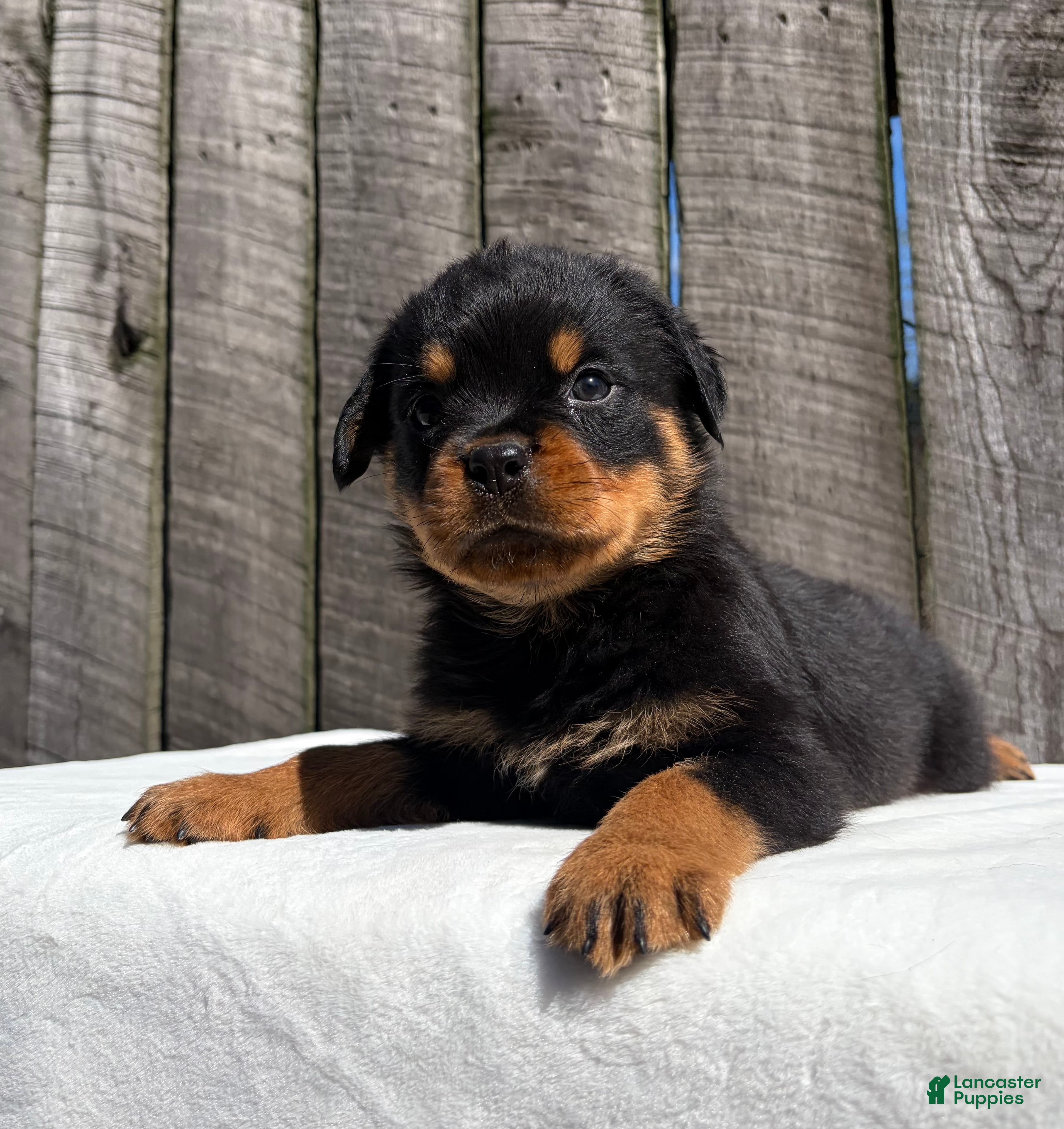 Rottweiler dogs Deisel  - Ad 1