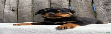 Deisel 