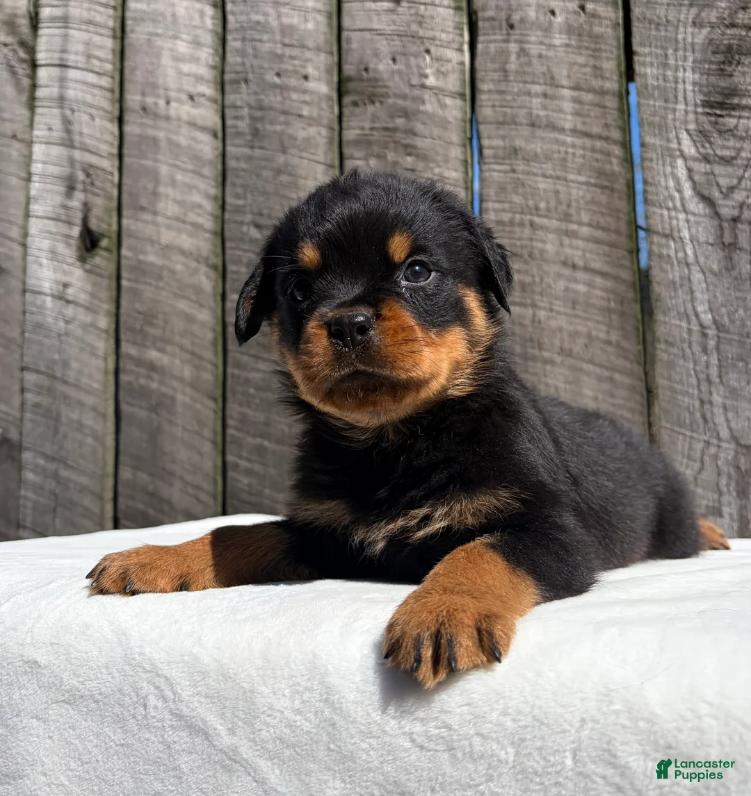 Rottweiler dogs for sale: Deisel  - Ad 1