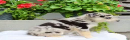 Mixed Breed dogs for sale: Lindor  - Ad 7