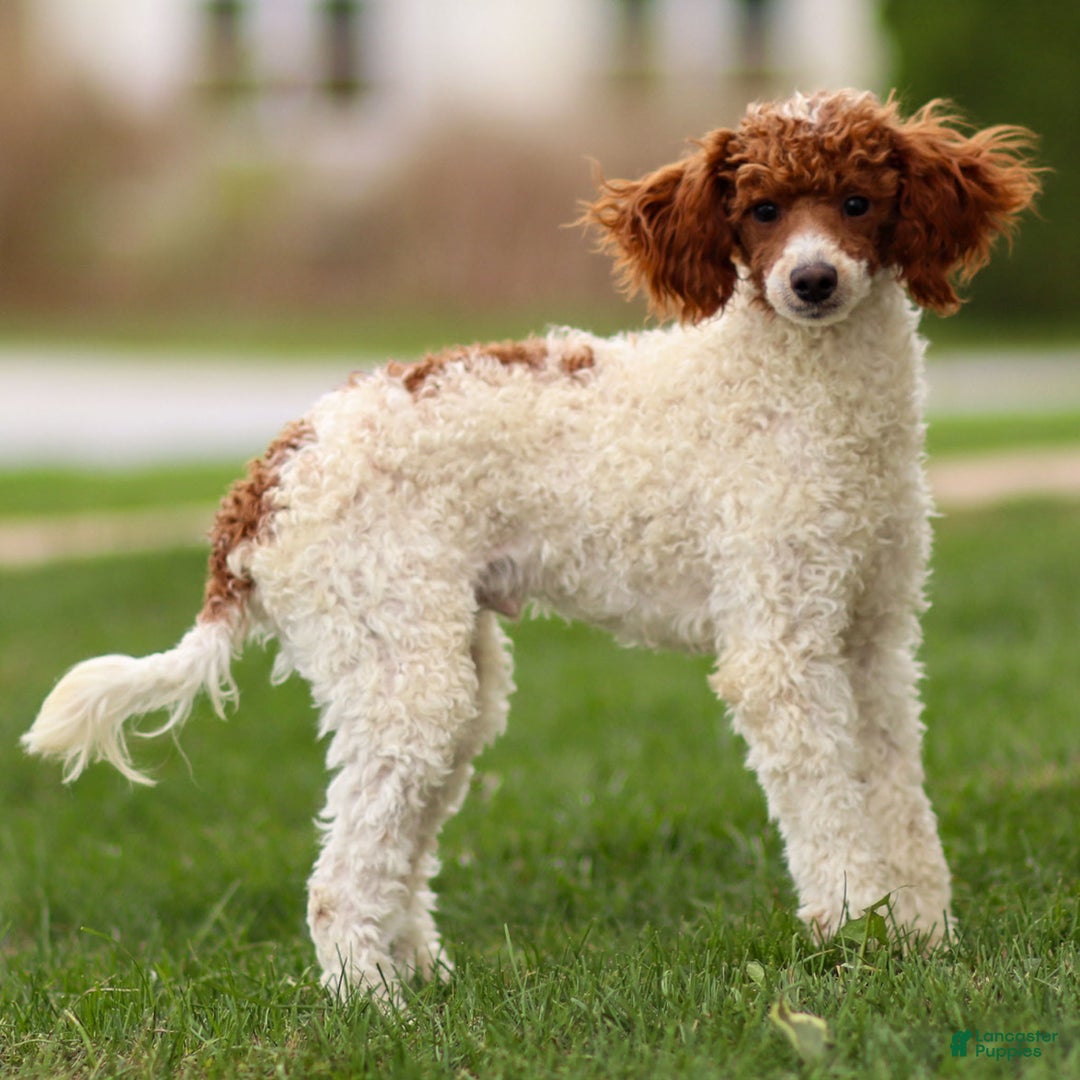 Toy Poodle dogs for sale: Rusty Scout - Ad 18