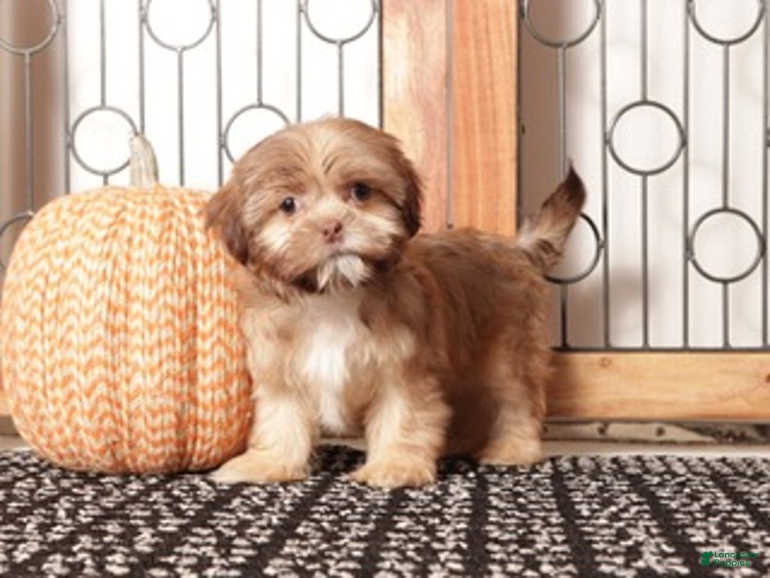 Shih Tzu dogs for sale: Olive Brindle Shih-tzu - Ad 1