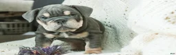 English Bulldog dogs for sale: Xena - Ad 4