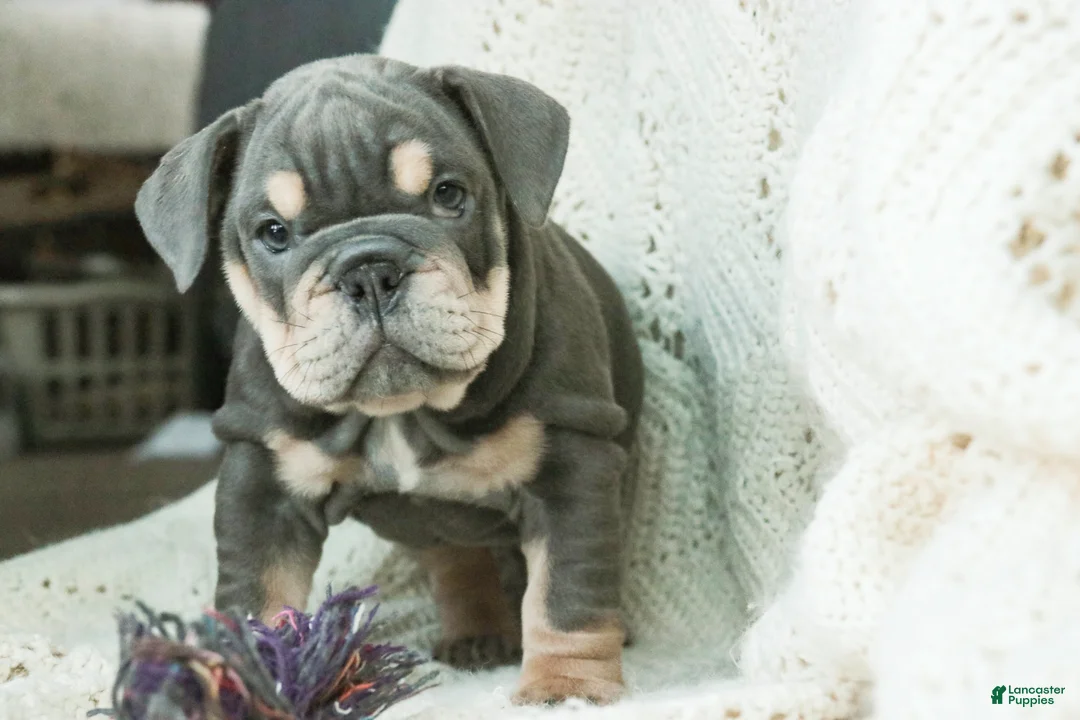English Bulldog dogs for sale: Xena - Ad 4