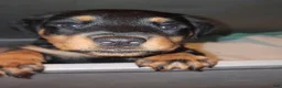 Rottweiler dogs for sale: Lucy - Ad 3