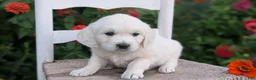 Golden Retriever dogs for sale: Bitsy - Ad 7