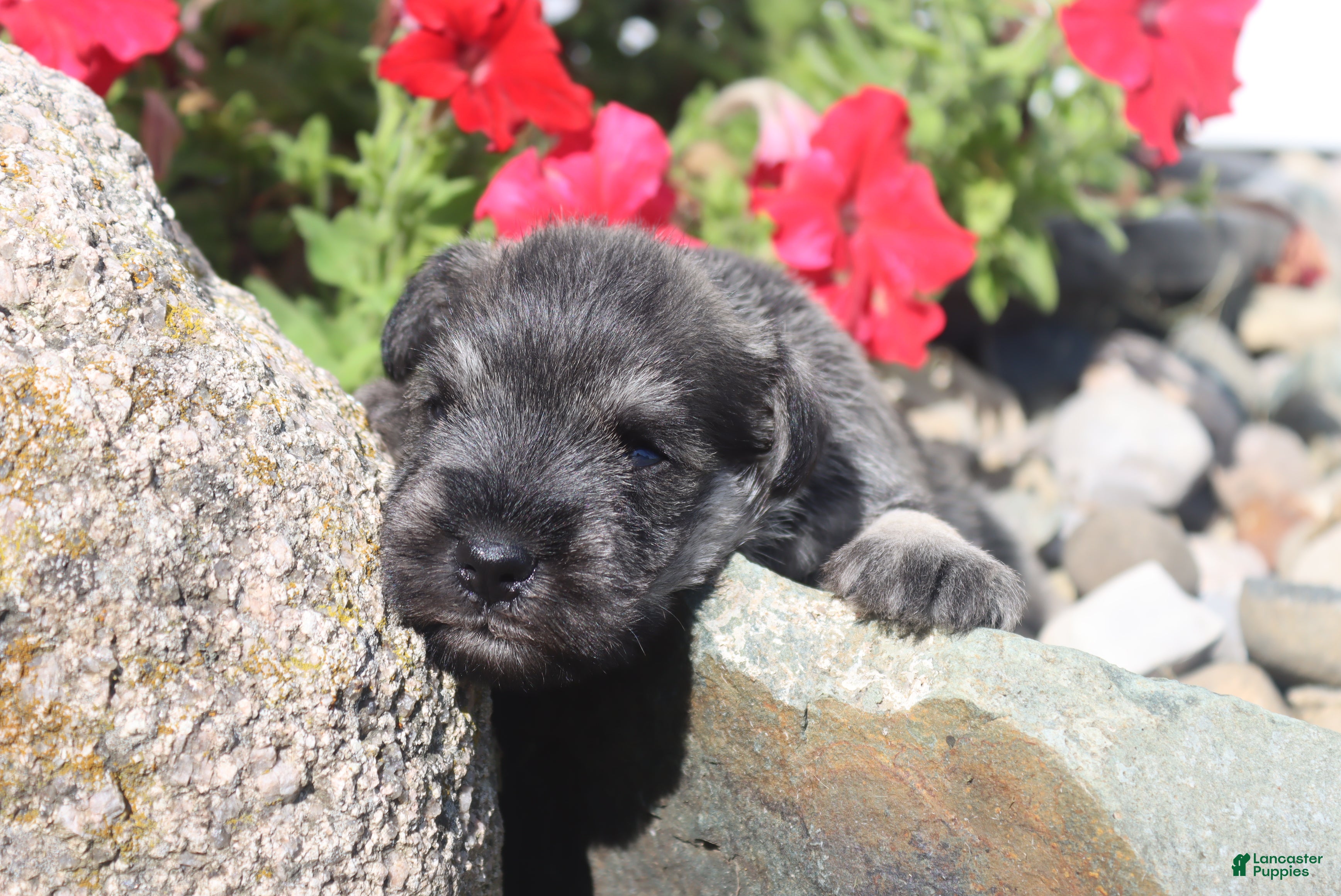 Miniature Schnauzer dogs Lane - Ad 1