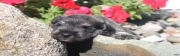 Miniature Schnauzer dogs for sale: Lane - Ad 1