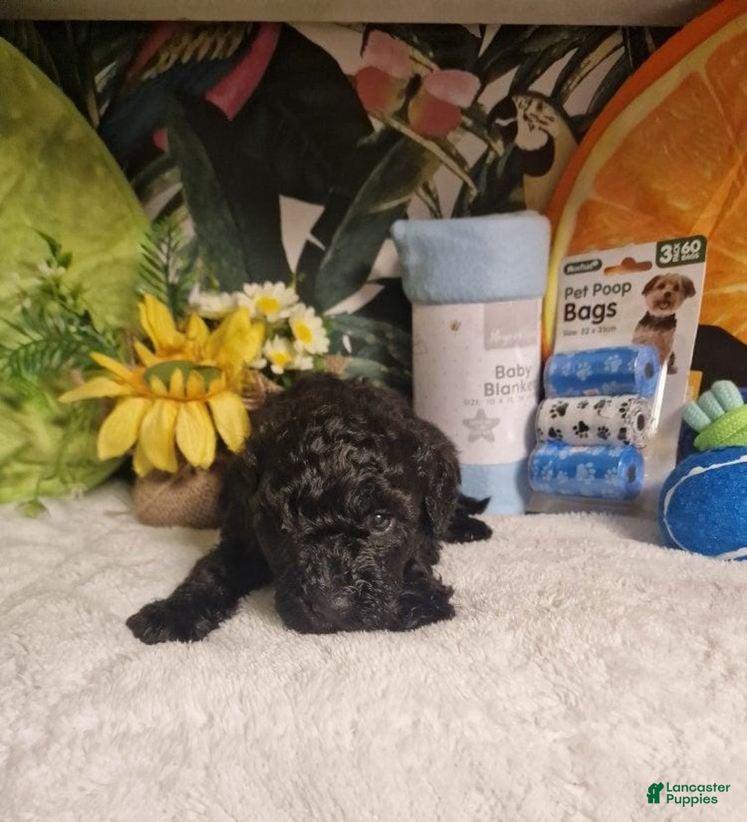Maltipoo dogs for sale: Billy - Ad 7