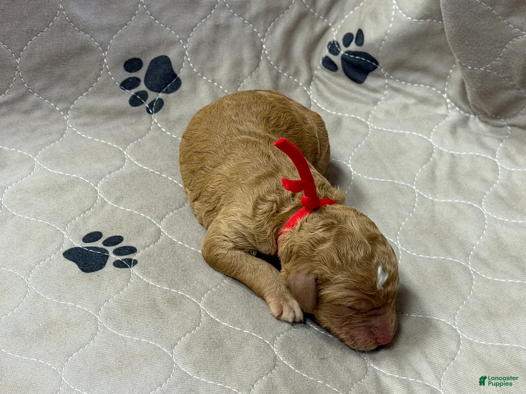 Goldendoodle dogs for sale: Red - Goldendoodle Puppy 10 - Ad 2