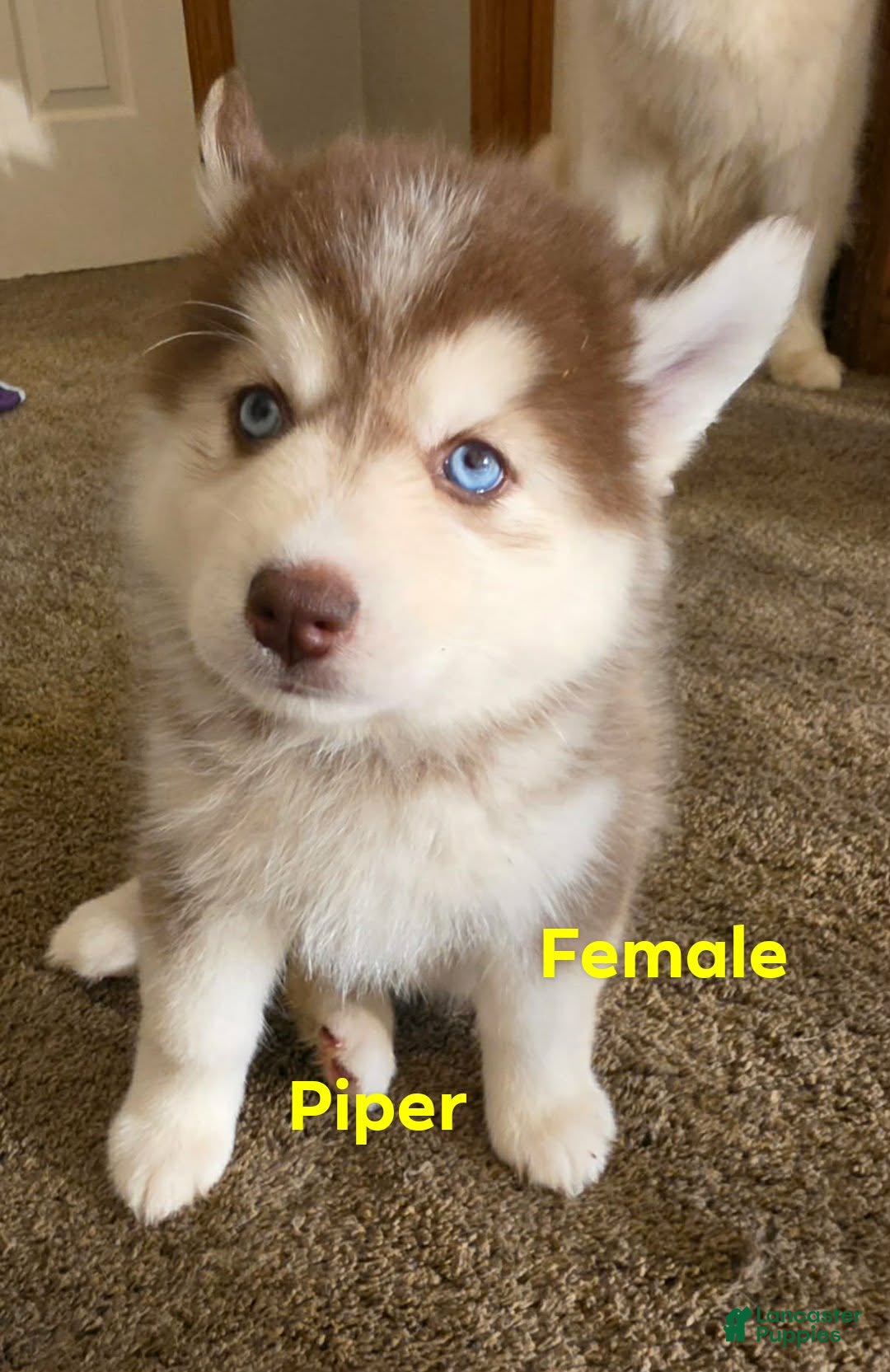 Pomsky dogs Piper - Ad 9