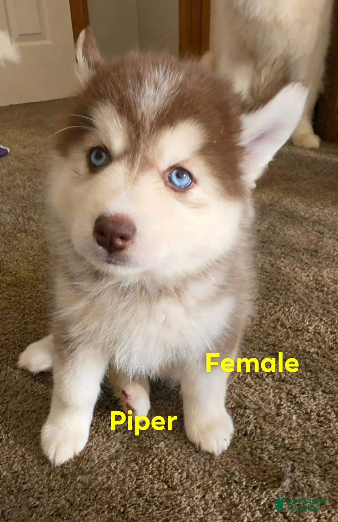 Pomsky dogs for sale: Piper - Ad 2