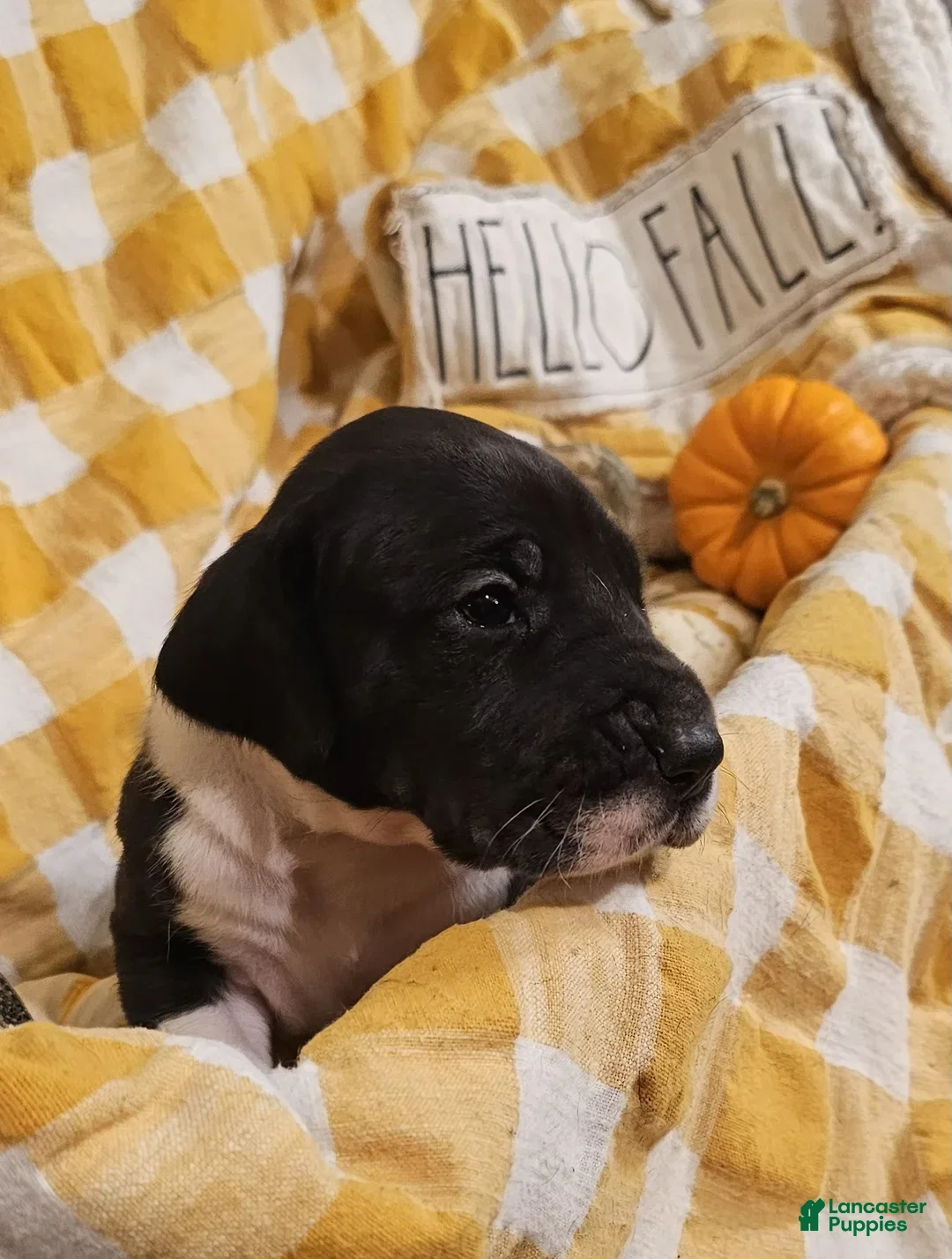 Great Dane dogs for sale: Cocoa - Ad 2