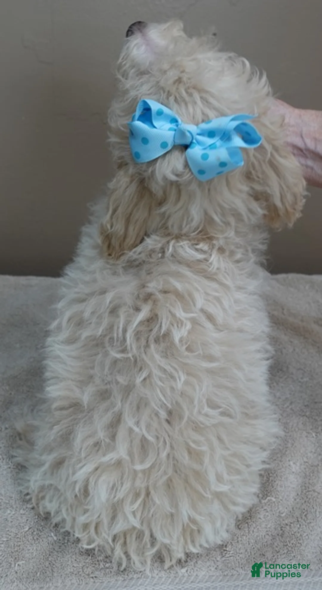 Toy Poodle dogs for sale: Male Sale 1   4 lbs 9 ozs - Ad 9