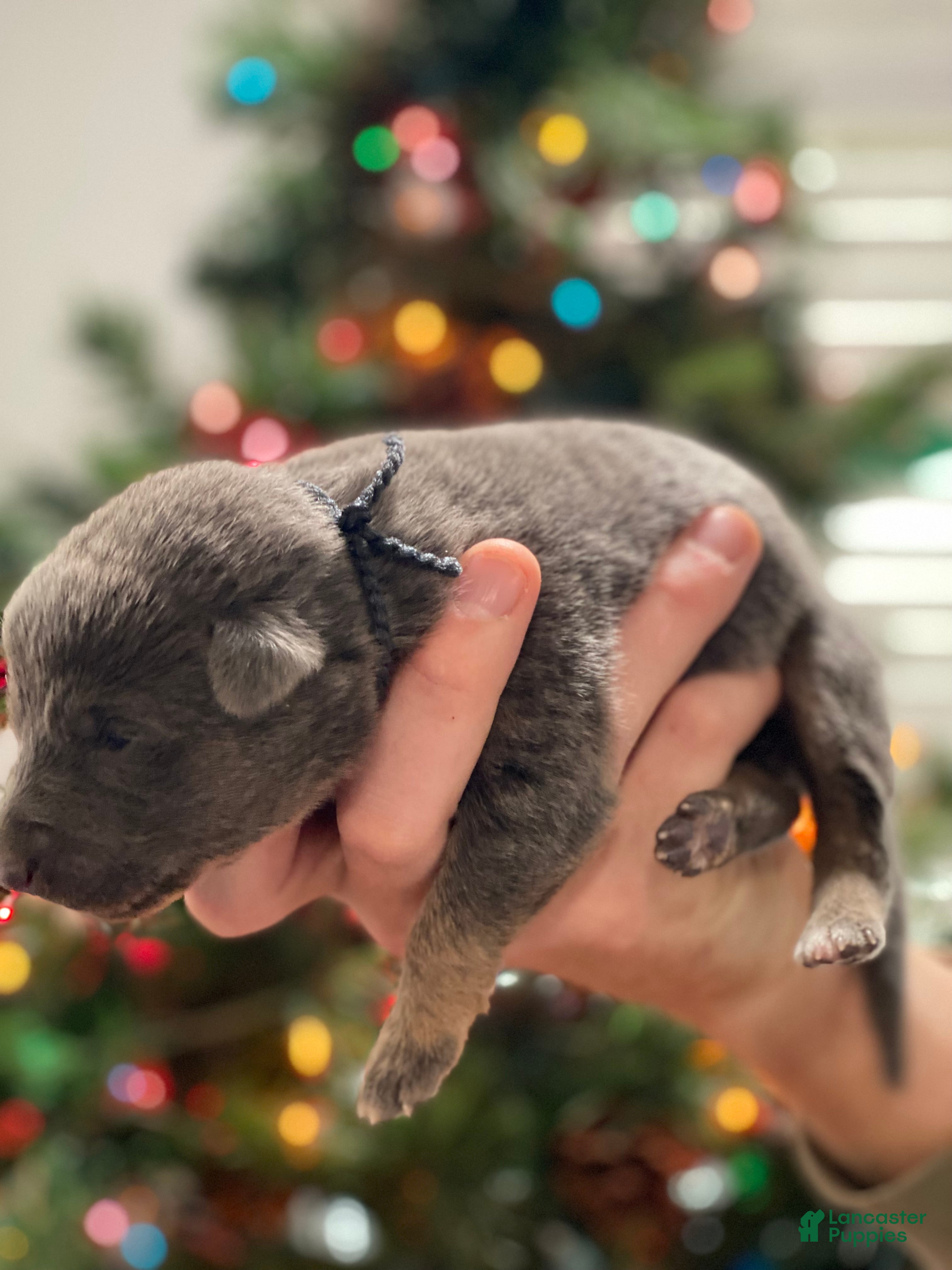 German Shepherd dogs German Shepherd Puppy 5 - Ad 14