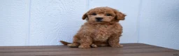 Bichpoo dogs for sale: Kyle 🐶💖 - Ad 28