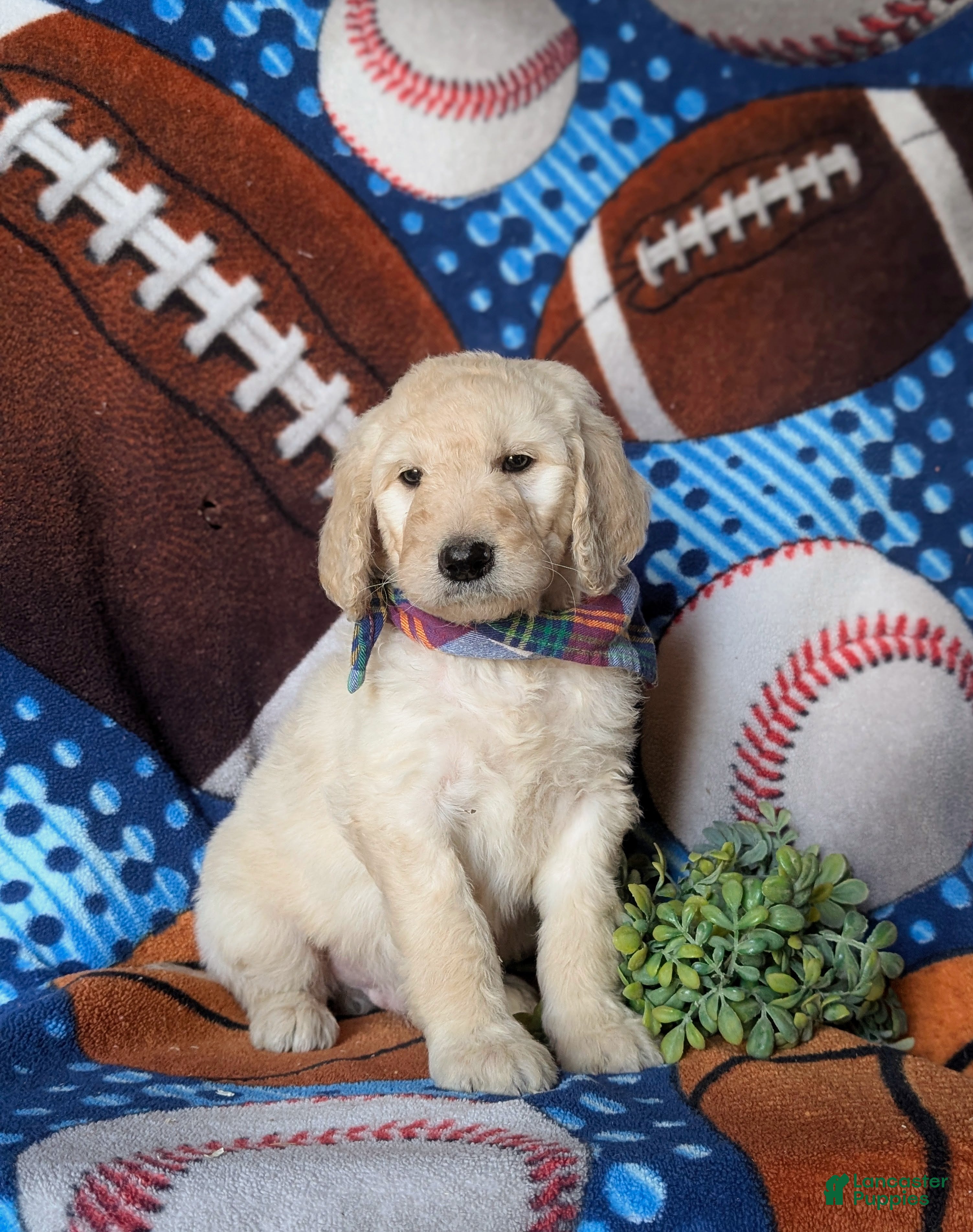 Goldendoodle dogs Dantel Standard size Hypoallergenic - Ad 2