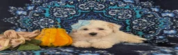 Maltipoo dogs for sale: Jade Hypoallergenic - Ad 6