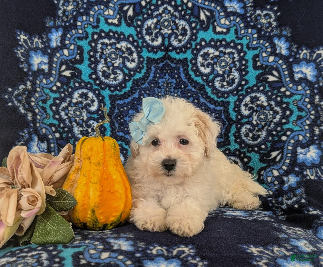 Maltipoo dogs for sale: Jade Hypoallergenic - Ad 6