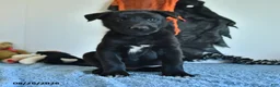 Belgian Malinois dogs for sale: Mooney - Ad 6